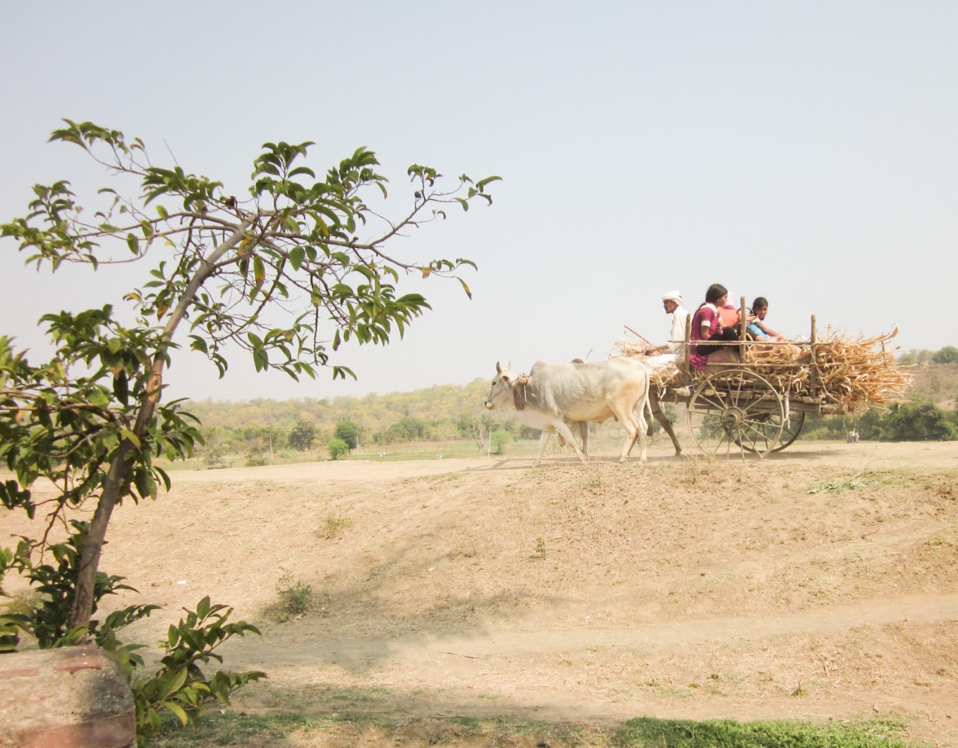 Ox drawn cart carrying Nachiket readers